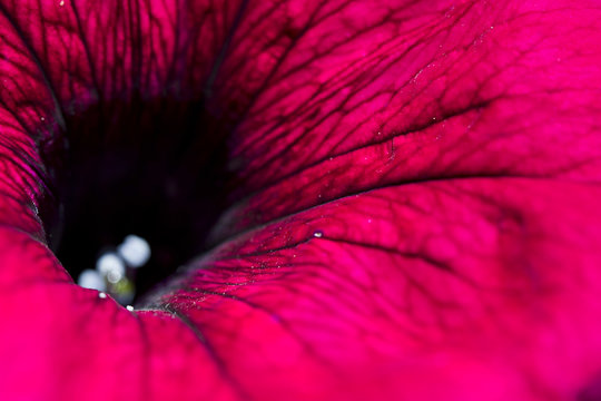 Red flower - lilium -  macro