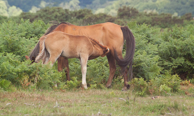 Obraz na płótnie Canvas mare and foal 5266