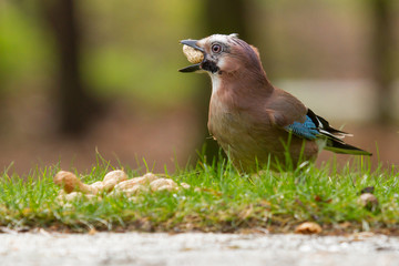 A Jay bird (Garrulus glandarius)