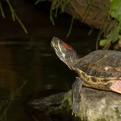 A European pond terrapin