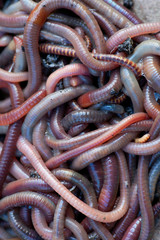 Huge amount of earthworms close to fishing