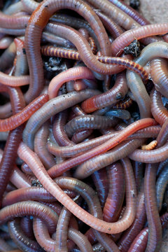 Huge amount of earthworms close to fishing