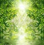 Zen Bamboo Forest,sun and water.