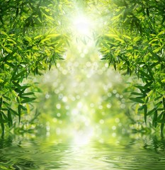 Obraz premium Zen Bamboo Forest,sun and water.
