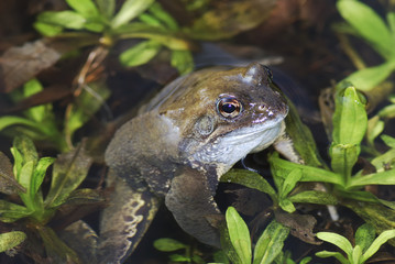 Toad