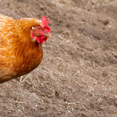 A hen on a sandy field