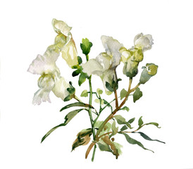 Antirrhinum flowers - 40958502