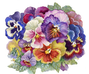Fototapeta na wymiar Viola Tricolor