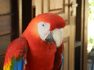 perroquet ara © Claire Lemonn