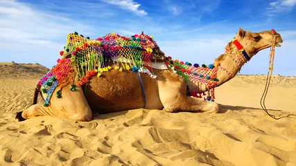 Acrylic prints Camel Camel laying on sand, Bikaner, India