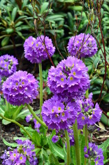 Fototapeta premium violette Kugelprimeln