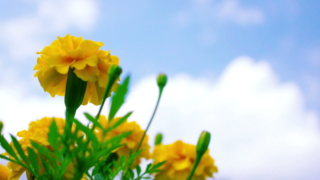 Yellow Marigold Flowers against blue sky.