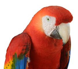 perroquet ara sans fond