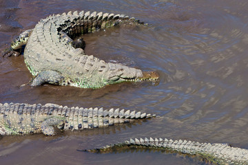 American Crocodiles in Costa Rica © nstanev
