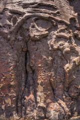 Trunk of the baobab