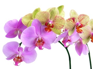 two pretty orchids