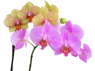 Fototapeta na wymiar pink and yellow orchid
