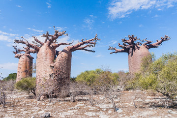 Baobab bos en savanne