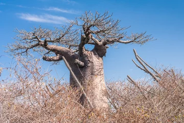 Photo sur Plexiglas Baobab Baobab et savane