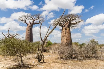Papier Peint photo Lavable Baobab Baobabs et savane