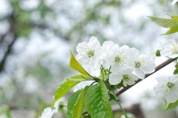 cherry blossoms