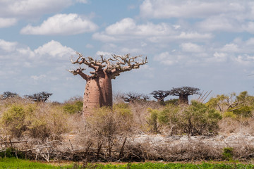 Baobab forest and savanna