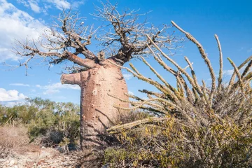 Photo sur Aluminium brossé Baobab Baobab tree and savanna