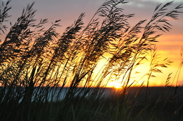 HIgh grass against the colorful sunset sky