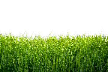 Green grass over white background