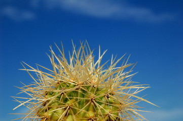 Small cactus detail