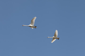 Fototapeta na wymiar Flying swans.