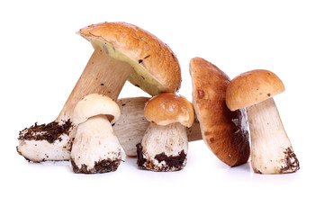 Boletus mushrooms on white
