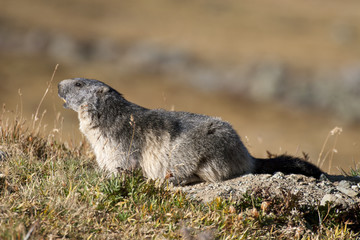 Close up of a mamrmot in the mountain