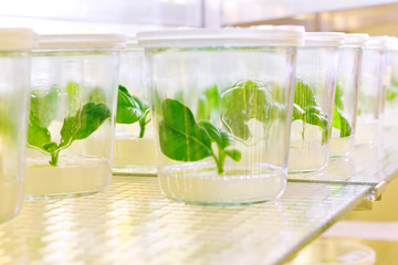 laboratory with plants