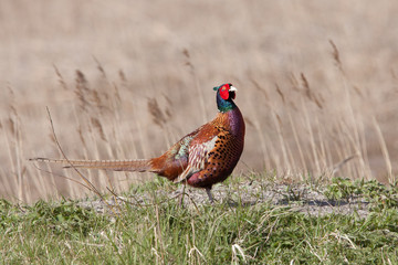 A common Pheasant in it's natural habitat