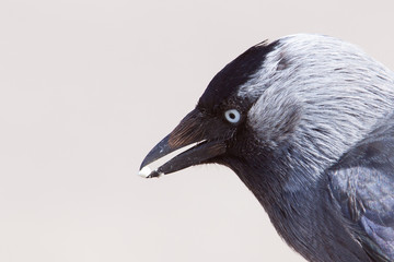 Jackdaw with a pebble in its beak