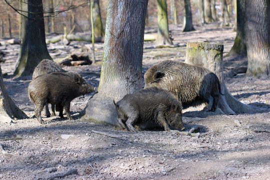Wildschweinfamilie scheuert sich am Baum