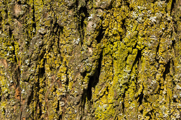 Wooden surface