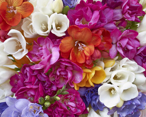 a feast of freesia flowers, natural background - obrazy, fototapety, plakaty