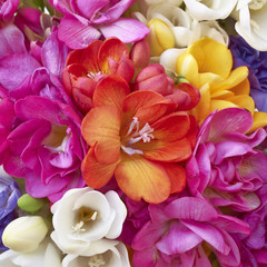 a feast of freesia flowers, natural background