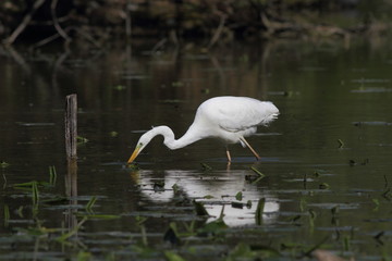 Airone bianco maggiore