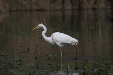 Airone bianco maggiore