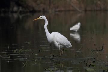 Airone bianco maggiore