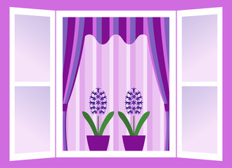 hyacinths in window