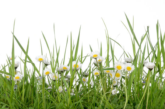 Fototapeta Gänseblümchen