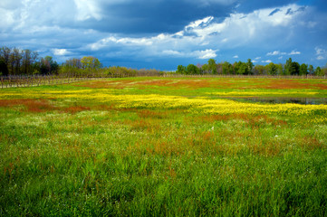 fallow field color image