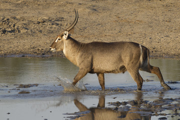 Male Common Waterbuck, South Africa