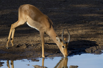 Young male Impala drinking, South Africa