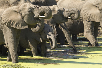 Herd of African Elephants drinking, South Africa