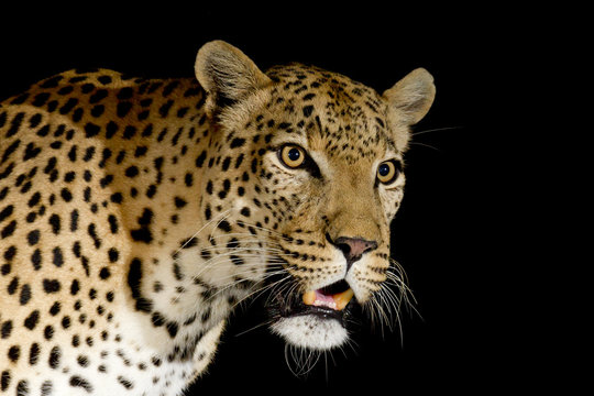 Male African Leopard at night, South Africa